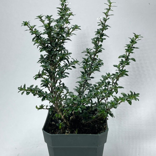 White Serissa (Serissa foetida, 3” potted plant, ships potted)
