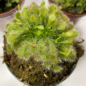 May include: A close-up of a sundew plant in a small green pot. The plant has many small, green, spiky leaves with red tips. The plant is surrounded by a bed of green moss. The pot is sitting on a white surface.