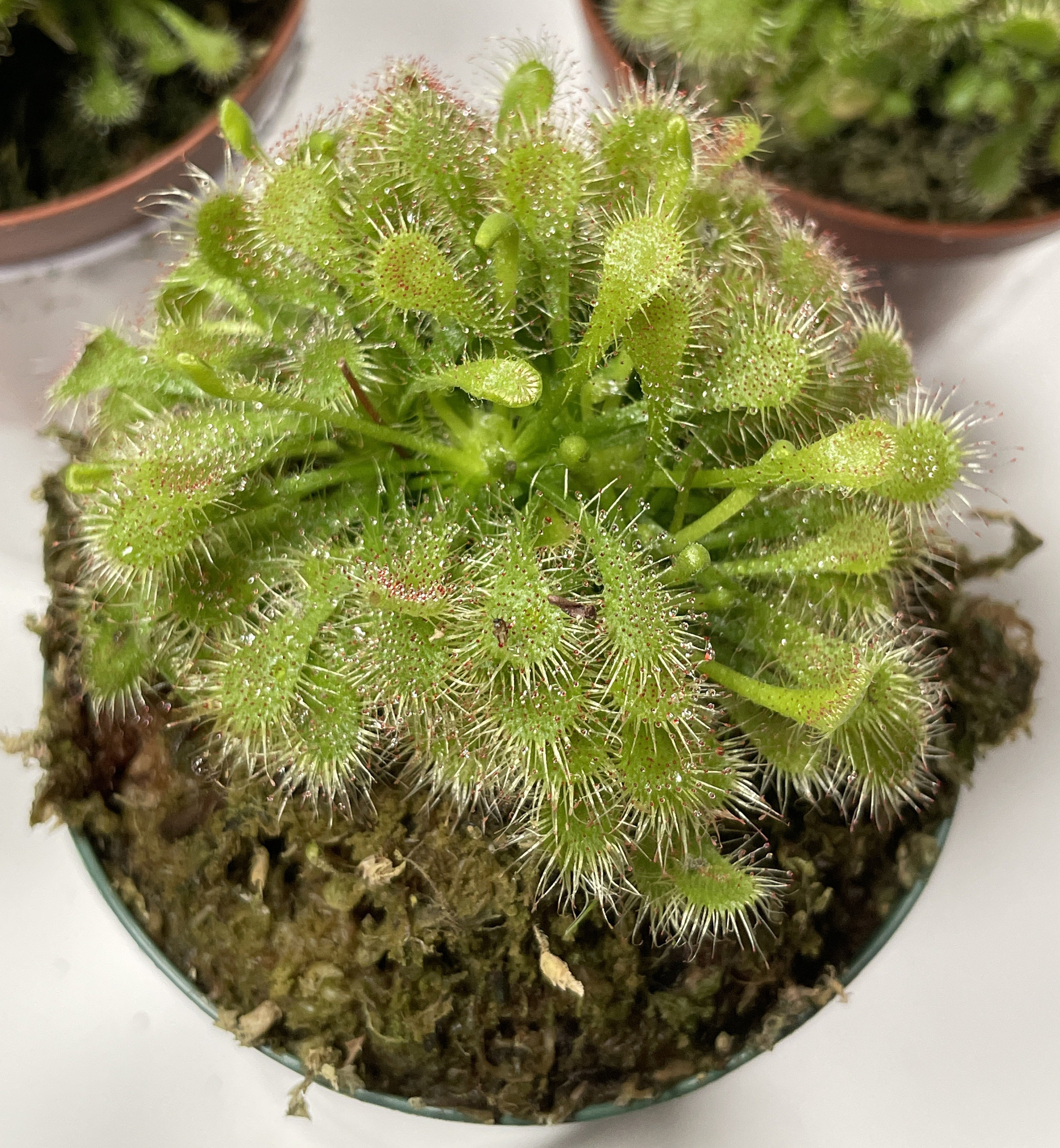 Spoonleaf Sundew (drosera Spathulata) - Etsy