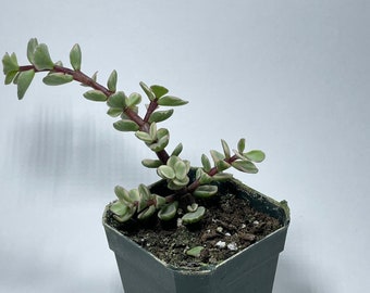 Variegated Miniature Jade (Portulacaria aphra ‘Tricolor’)