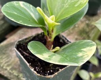 Variegated Baby Rubberplant, also called Variegated American Rubber Plant, or Pepper Face (Peperomia obtusifolia variegata)