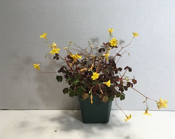 Yellow Oxalis (‘Lucky’)