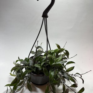May include: A hanging potted plant with long, trailing green leaves and a dark gray pot. The plant is suspended by a black hook and wires, creating a decorative display. The leaves have a glossy texture.