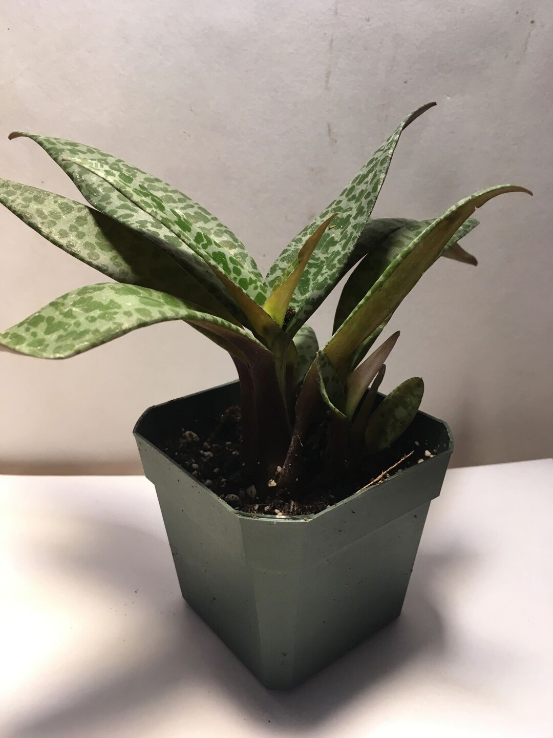 Leopard Lily (scilla Violacea, Potted Plant, Ships Potted) - Etsy