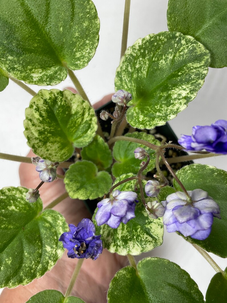 Trailing African Violet Genes Blue Ice Etsy