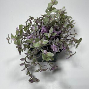 May include: A small potted plant with trailing green and purple leaves. The plant is in a black plastic pot.