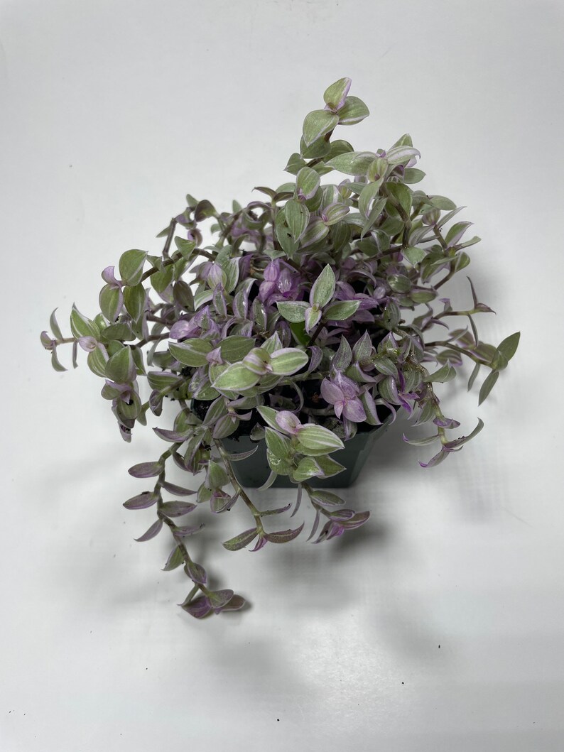 May include: A small potted plant with trailing green and purple leaves. The plant is in a black plastic pot.