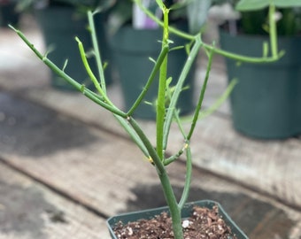 Pencil Plant, also called Pencil Cactus (Euphorbia tirucalli)