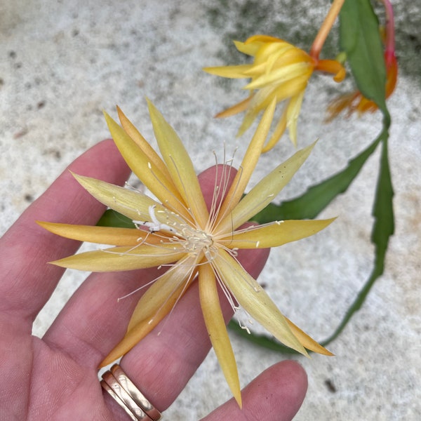 Golden Yellow Orchid Cactus - Fragrant flowers