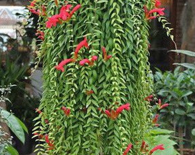 Lipstick Plant japhrolepis aeschynanthus Lobbianus japhrolepis Etsy