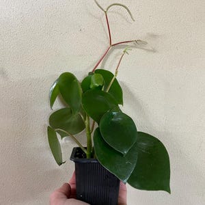 Peperomia Raindrop (Peperomia polybotrya), also called Coin Leaf