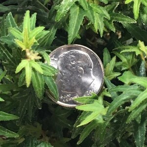 Może przedstawiać: Zbliżenie monety 10-centowej z USA, z 2018 roku, częściowo zasłoniętej przez żywe zielone liście. Moneta, o średnicy około 1,79 cm, znajduje się wśr&oacute;d liści o unikalnych kształtach i fakturach, tworząc kontrast wizualny.