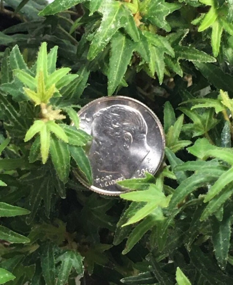 Może przedstawiać: Zbliżenie monety 10-centowej z USA, z 2018 roku, częściowo zasłoniętej przez żywe zielone liście. Moneta, o średnicy około 1,79 cm, znajduje się wśr&oacute;d liści o unikalnych kształtach i fakturach, tworząc kontrast wizualny.