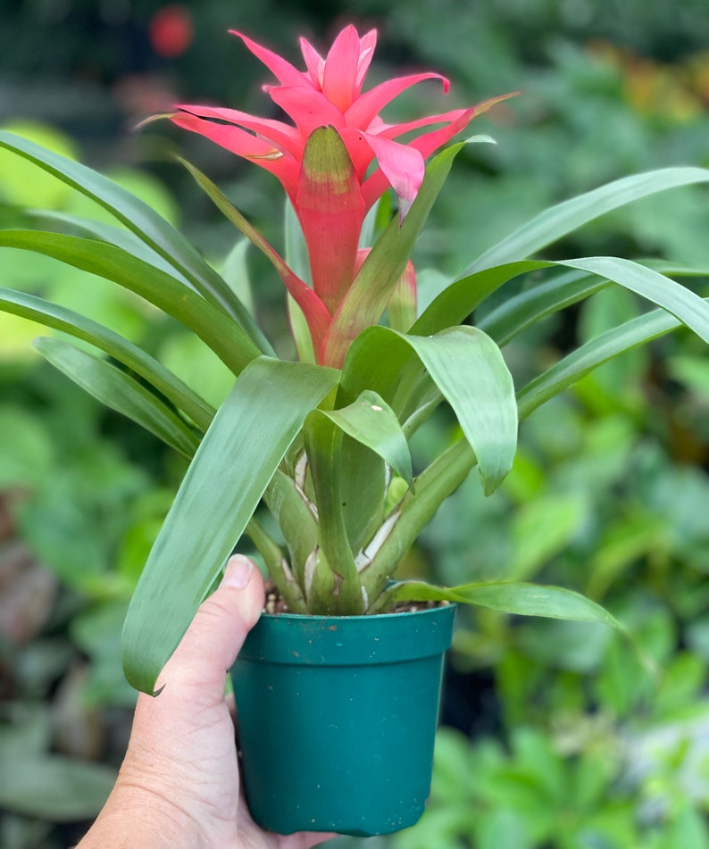 Guzmania lingulata Droophead Tufted Air Plant in full bloom 2/20/2024 image 7