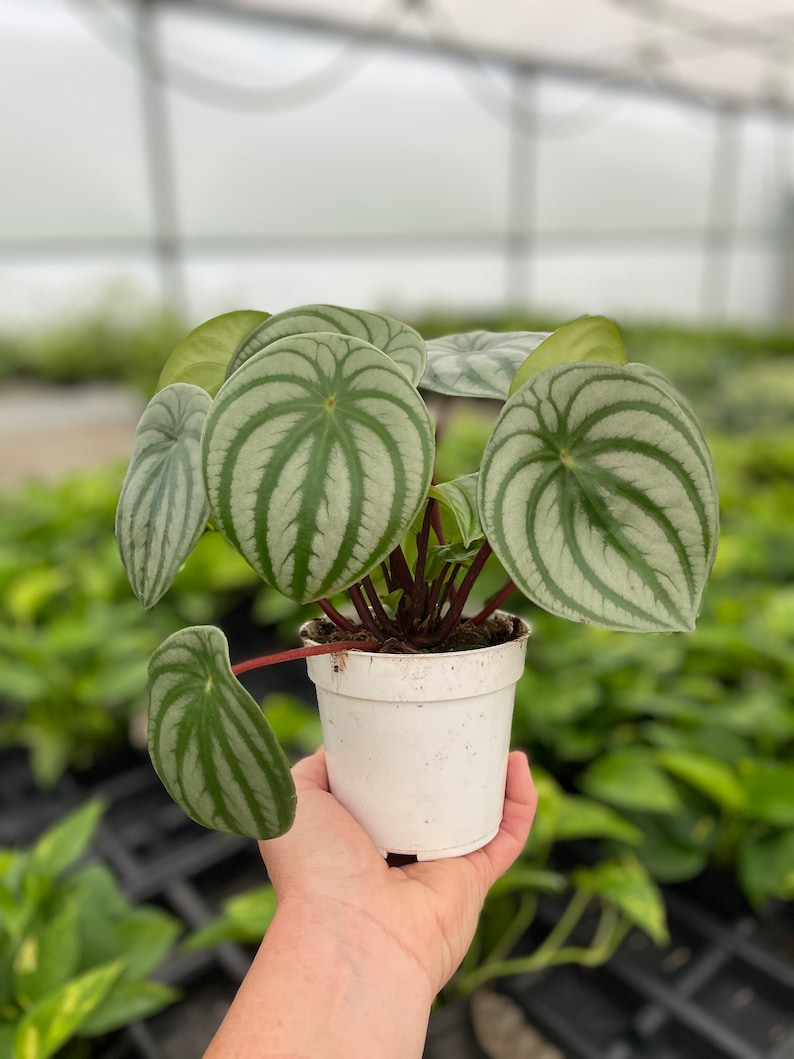 GardenGalsPlants Watermelon Peperomia - Thumbnail 4