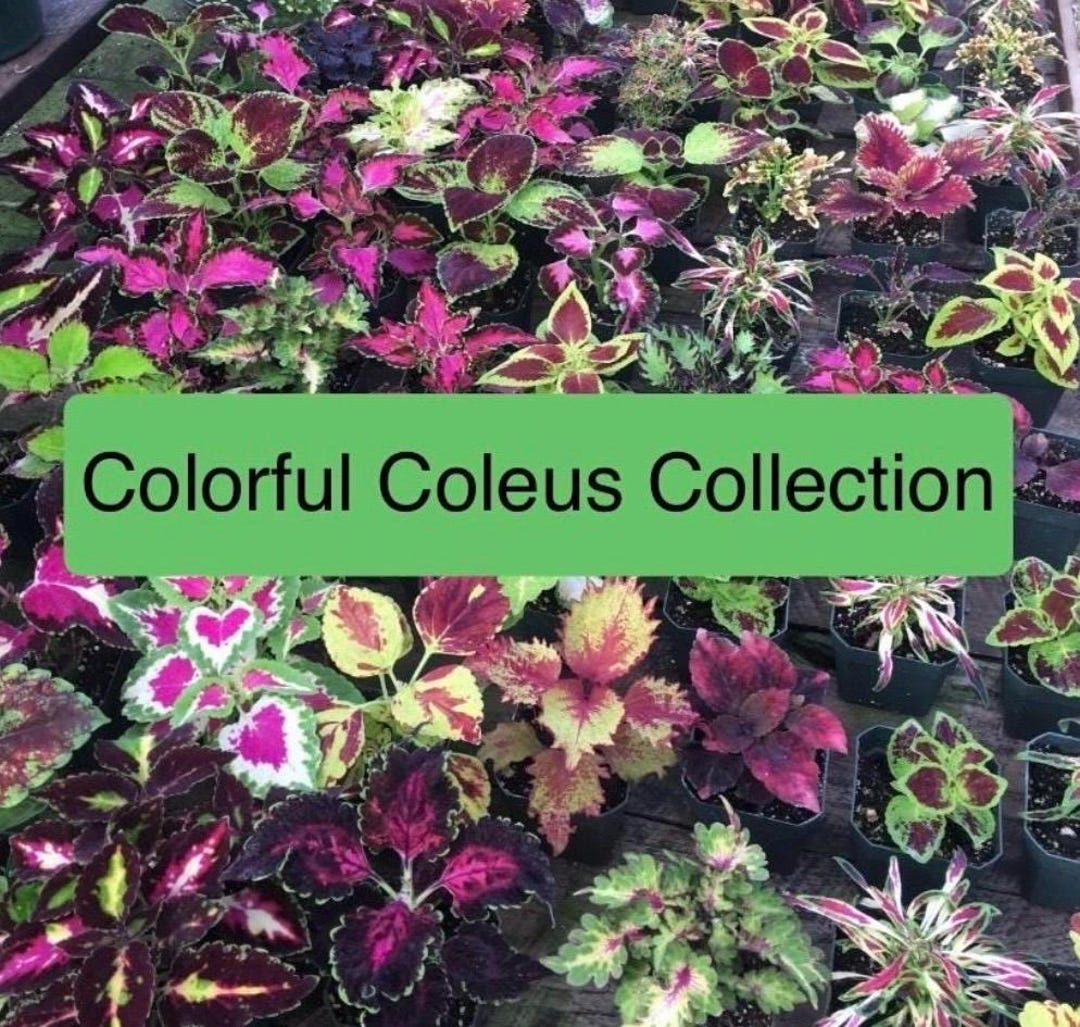 Colorful Coleus Collection - 5 Potted Plants, Ships Potted, Free ...