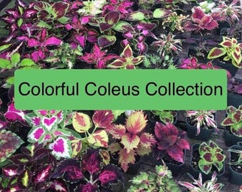 Colorful Coleus Collection -  5 potted plants, ships potted, free shipping