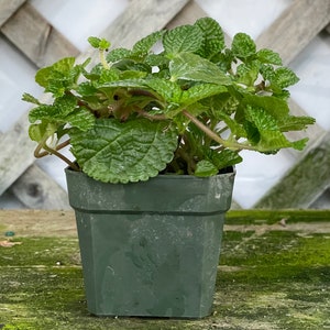 Creeping Charlie (Pilea nummulariifolia, potted plant, ships potted, available in two sizes) Bild 3
