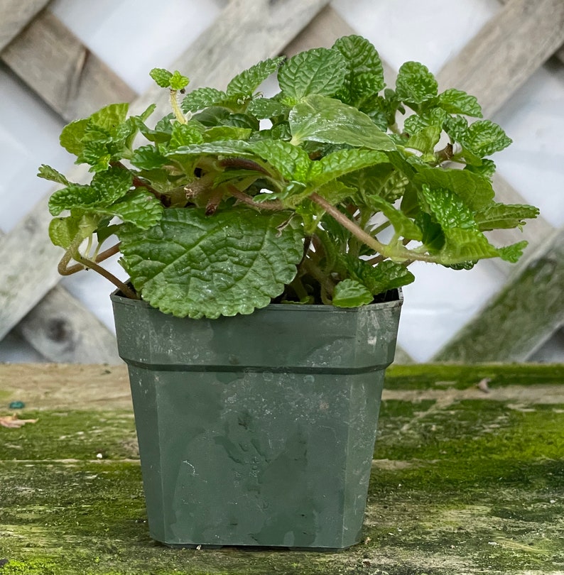 Creeping Charlie (Pilea nummulariifolia, potted plant, ships potted, available in two sizes) Bild 3