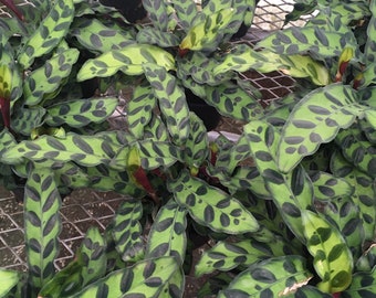 Rattlesnake Plant (Calathea lancifolia, 4” pot, ships potted)