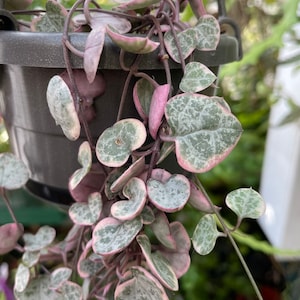 May include: A String of Hearts plant in a hanging pot. The plant features heart-shaped leaves with green and white patterns, edged with pink. The stems are a deep purple, and the pot is a dark gray color.