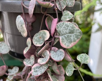 Variegated String of Hearts, also called Variegated Rosary Vine, 4” hanging pot