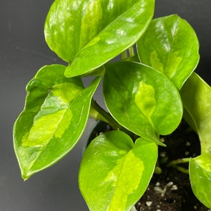 May include: A potted plant with green and yellow variegated leaves. The leaves are heart-shaped and have a glossy finish.