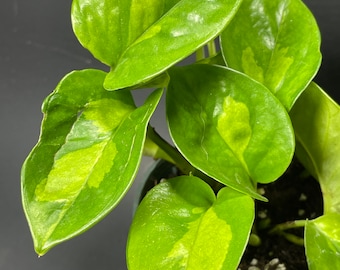 Pothos Global Green - Variegated Epipremnum - Easy Houseplant - Live Plant  - Available in 3" Pots - Etsy