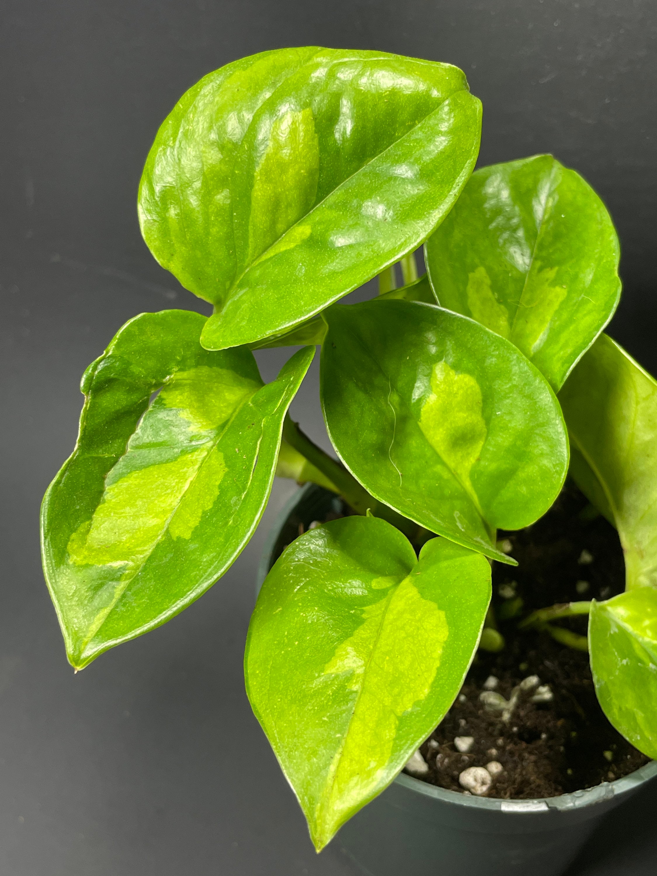 Pothos Global Green RARE! (4 Pot, Ships Potted) - Etsy
