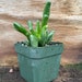 see more listings in the Succulents section