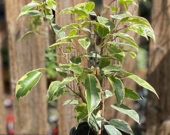 Ficus benjamina abigarrado