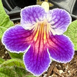 Streptocarpus ‘Azure’ (also called Cape Primrose)