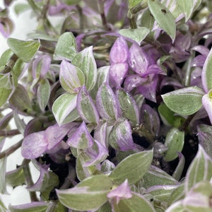May include: A close-up of a houseplant with green and purple leaves. The leaves are long and thin, with a silvery sheen. The plant is in a pot, but the pot is not visible in the image.