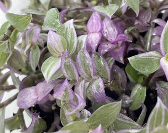 Callisia ‘Pink Lady’ (Tricolor Bolivian Jew, also known as Turtle Vine, potted plant, ships potted, available in two sizes)