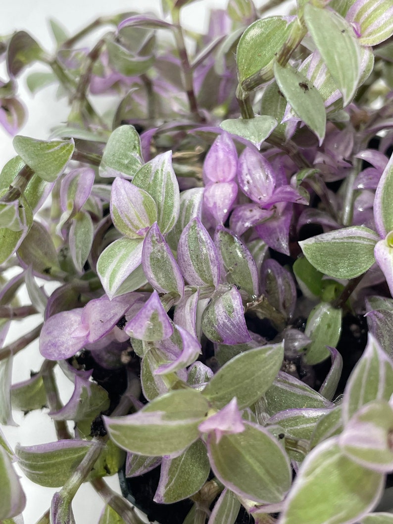 May include: A close-up of a houseplant with green and purple leaves. The leaves are long and thin, with a silvery sheen. The plant is in a pot, but the pot is not visible in the image.