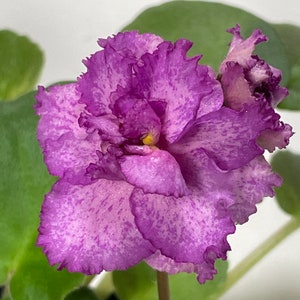 May include: A close-up of a single, ruffled, purple and white African violet flower with a yellow center.