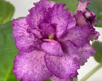 Semi mini African violet Fireworks