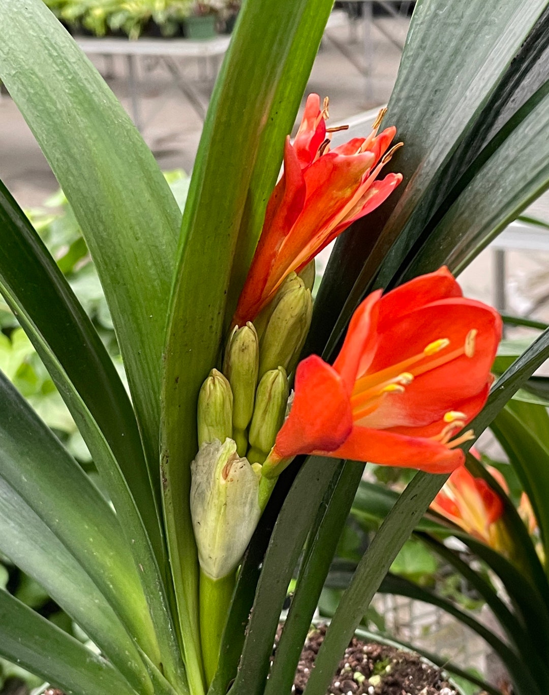Clivia Miniata in Bud and Bloom 1/10/2024 Etsy