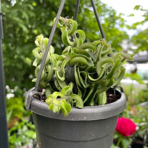 Twisted Lipstick Plant (Aeschynanthus ‘Twister’)