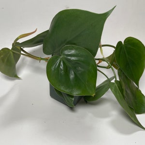 Heartleaf Philodendron Philodendron scandens image 4