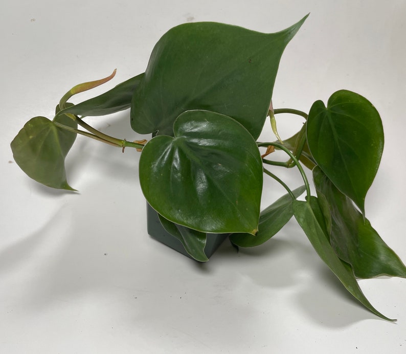 Heartleaf Philodendron Philodendron scandens image 4