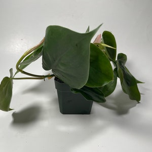 Heartleaf Philodendron Philodendron scandens image 5