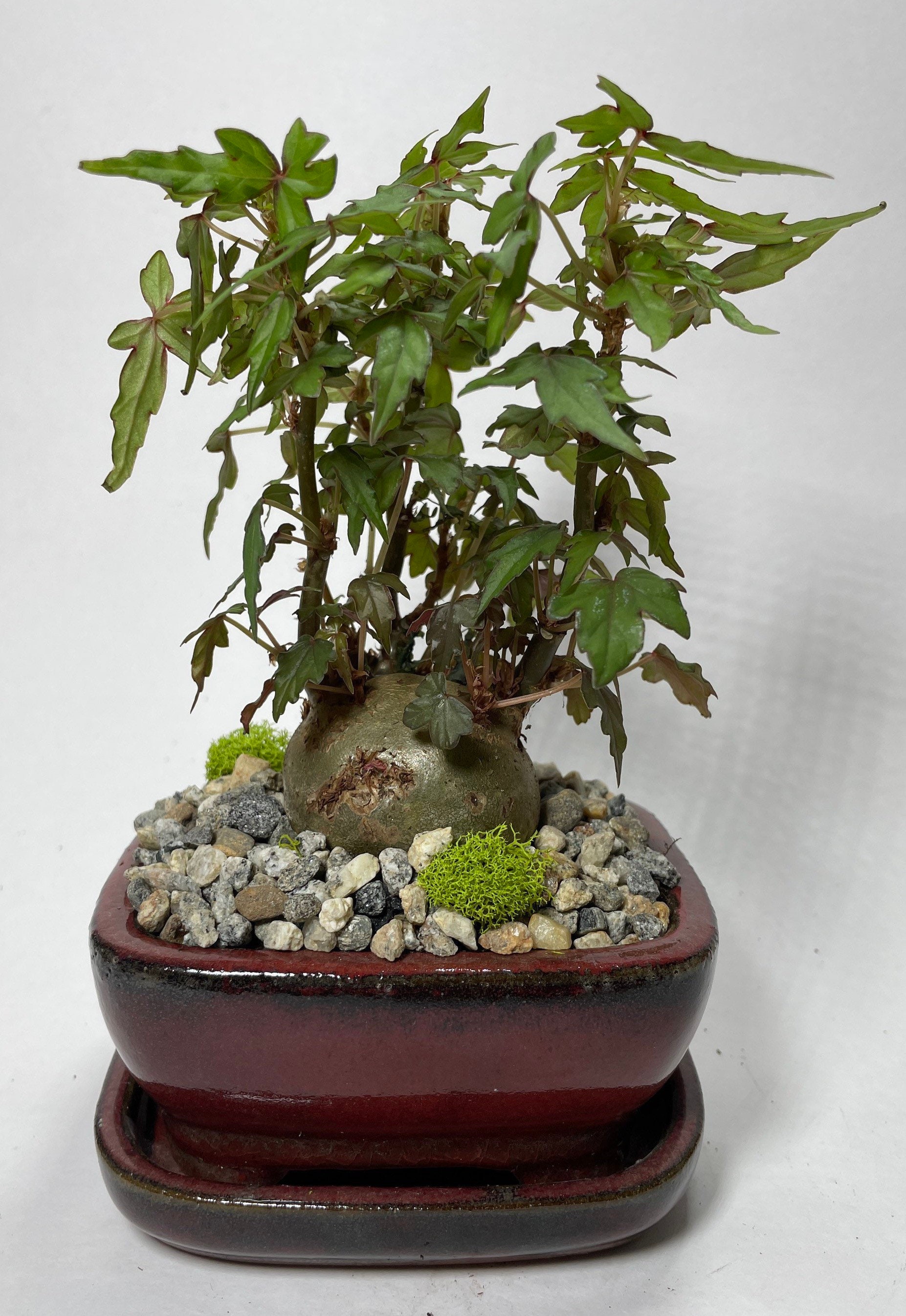 pinus nigra brepo bonsai Pinus nigra Brepo main image 1