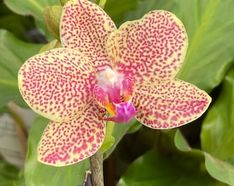 Mini Moth Orchid (all in full bloom 3/31/2024