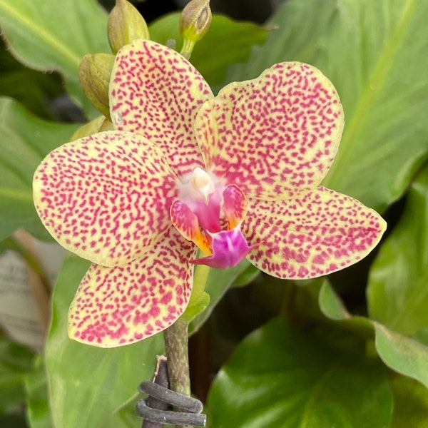 Mini Moth Orchid (all in full bloom 3/31/2024