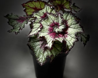 Rex Begonia ‘Curly Cherry Mint’