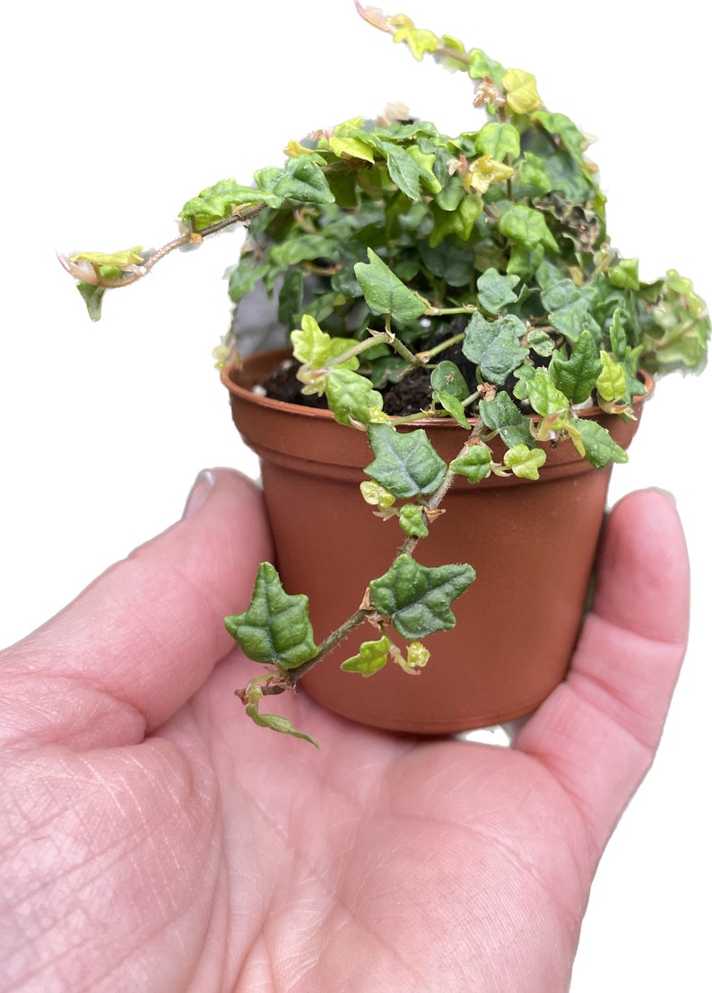 GardenGalsPlants Oakleaf Creeping Fig - Thumbnail 2