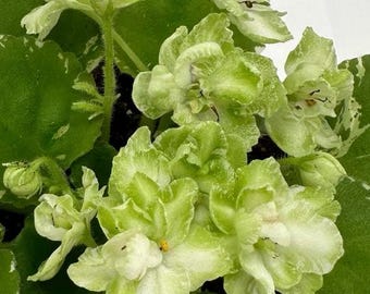 African Violet Frozen in Time -  in full bloom 10/30/26, 2.5” potted plant, ships potted