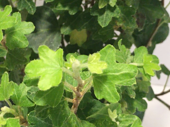 Duckfoot English Ivy (potted plant, ships potted, available in two sizes)