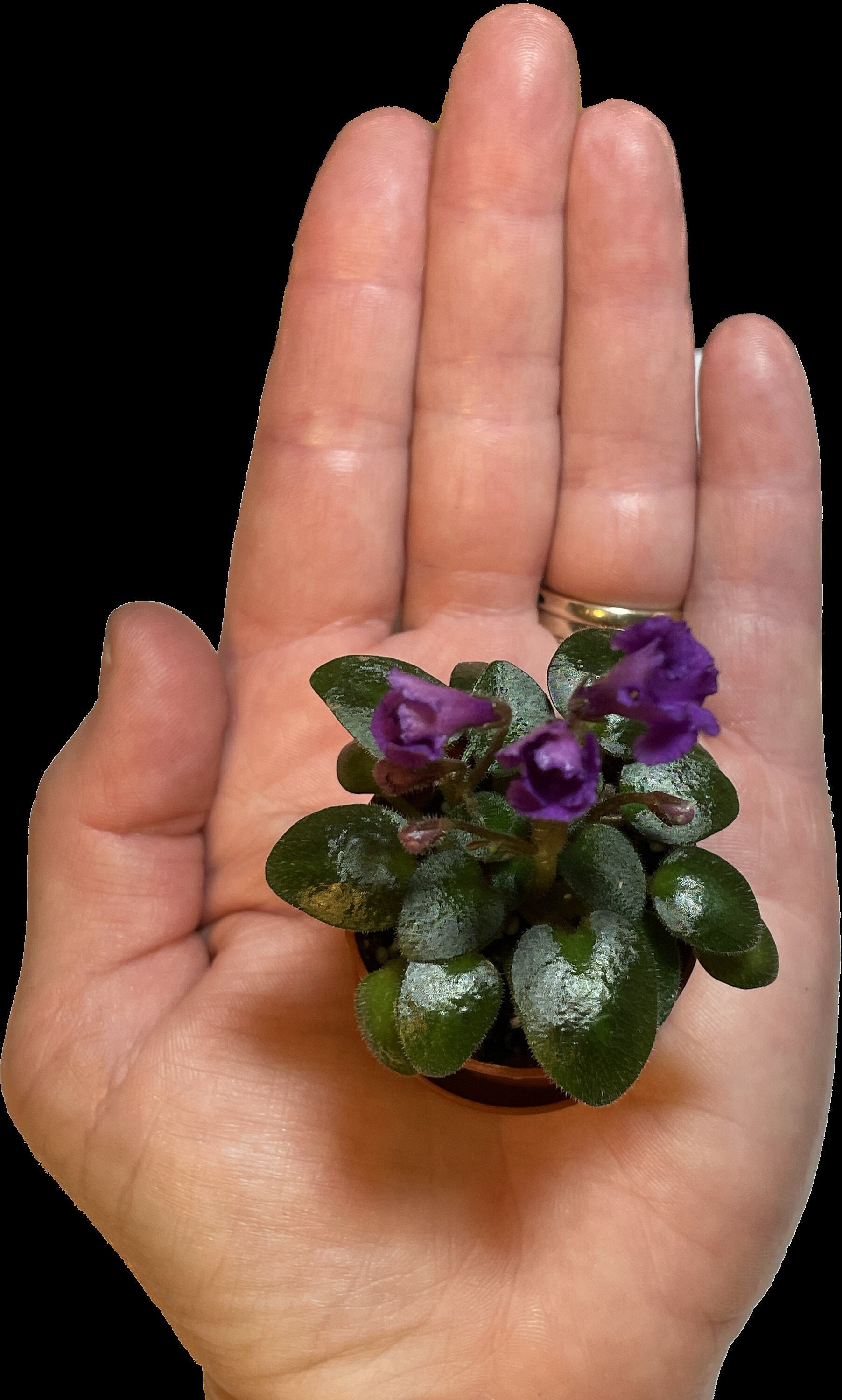 Micro Mini African Violet Lil' Periscope - Etsy